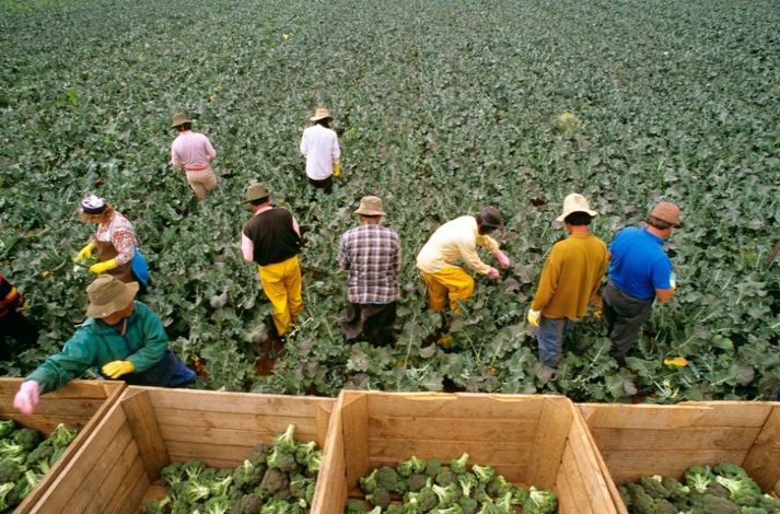澳洲168-澳洲农业工人可赚取10万美元/年