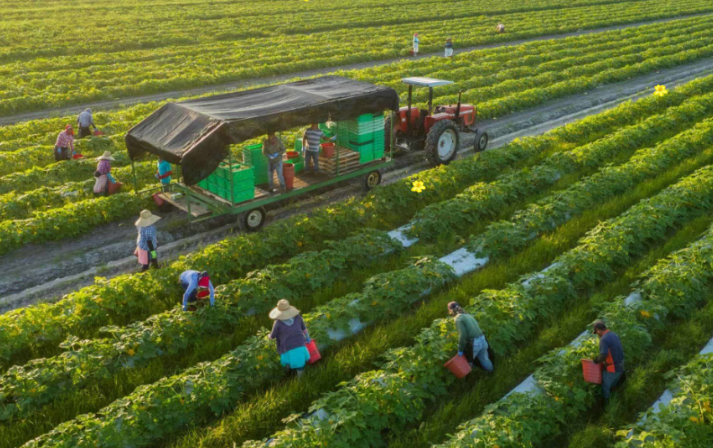 澳洲168-澳洲农业工人可赚取10万美元/年